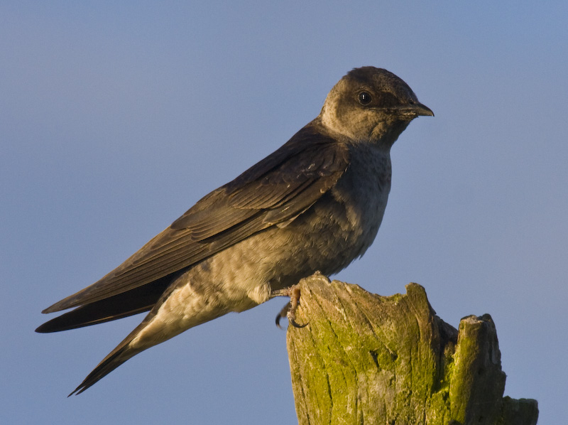 Purple Martin